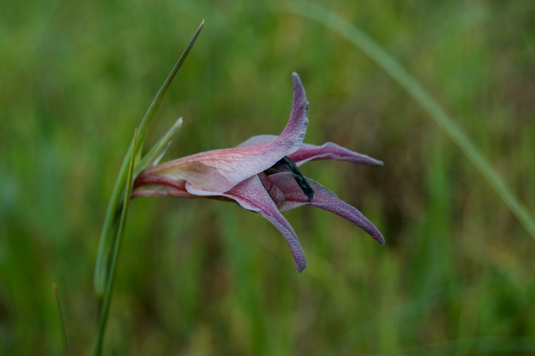Gladiolus liliaceus, 15 September 2019. Copyright 2019 Forgotten Fields. All rights reserved.