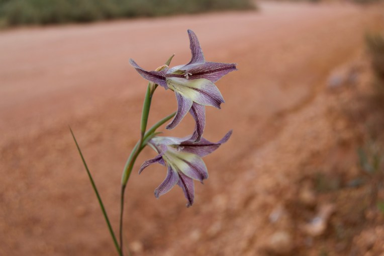 Gladiolus liliaceus, 15 September 2019. Copyright 2019 Forgotten Fields. All rights reserved.