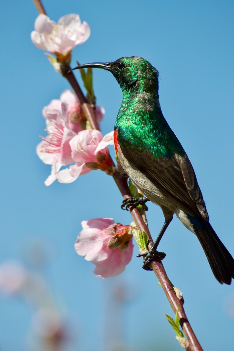 A Sunbird in the Blossoms, 26 September 2019. Copyright 2019 Forgotten Fields. All rights reserved.