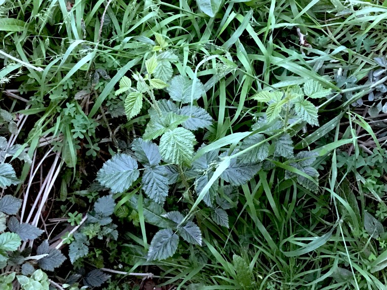 Brambles, Clover and Grass, 13 September 2019. Copyright 2019 Forgotten Fields. All rights reserved.