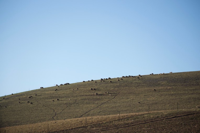 Sheep on a Hill, 18 October 2019. Copyright 2018 Forgotten Fields. All rights reserved.
