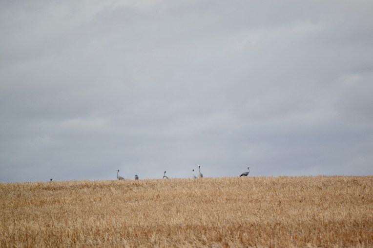 Blue Cranes, 16 March 2018. Copyright 2018 Forgotten Fields. All rights reserved.