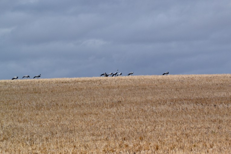 Cranes on a Hill, 16 March 2018. Copyright 2018 Forgotten Fields. All rights reserved.