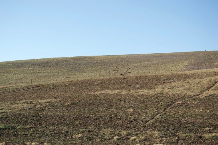 Merino on an Eminence, 18 October 2019. Copyright 2019 Forgotten Fields. All rights reserved.