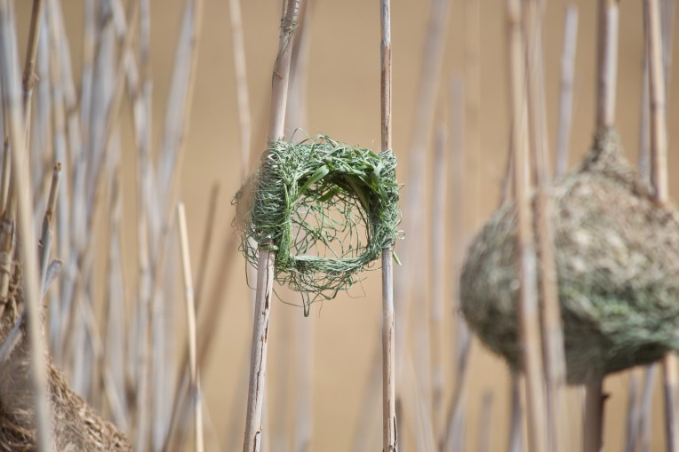 A Southern Red Bishop Nest in the Reeds, 11 October 2019. Copyright 2019 Forgotten Fields. All rights reserved.