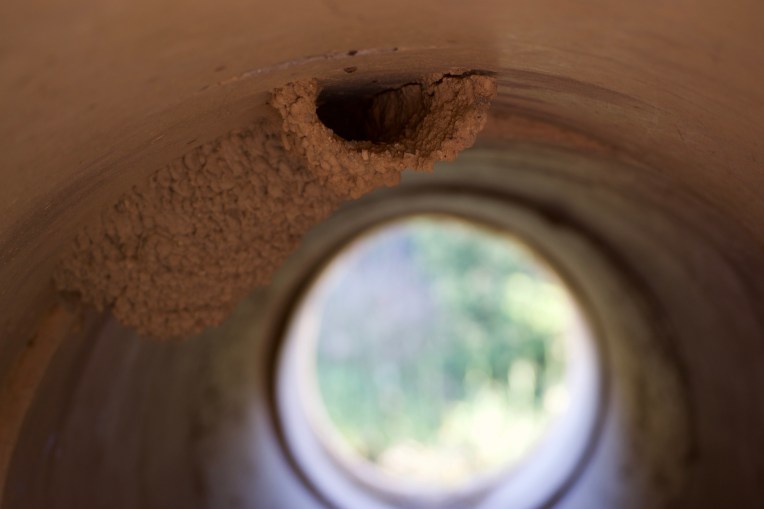 A Greater Striped Swallow Mud-Pellet Nest, 18 October 2019. Copyright 2019 Forgotten Fields. All rights reserved.