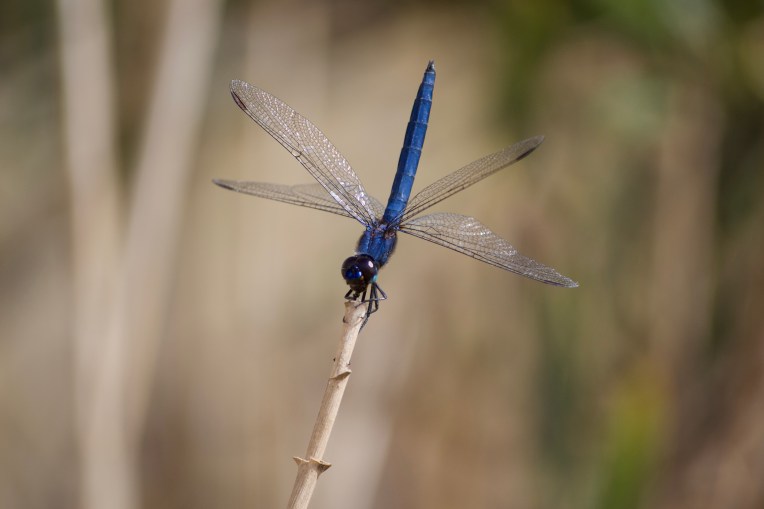 A Cape Skimmer in the Reeds, 11 October 2019. Copyright 2019 Forgotten Fields. All rights reserved.