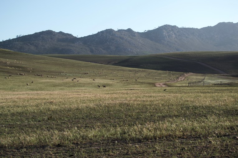 A Flock on the Foothills, 18 October 2019. Copyright 2018 Forgotten Fields. All rights reserved.