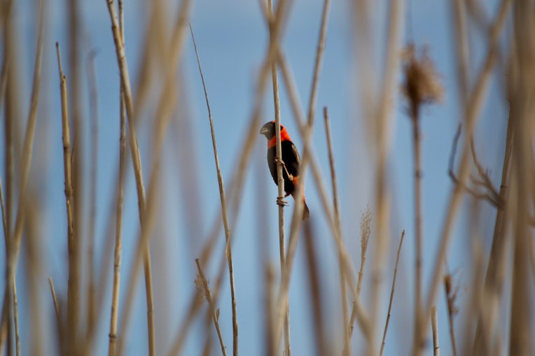 A Southern Red Bishop in the Reeds, 11 October 2019. Copyright 2019 Forgotten Fields. All rights reserved.