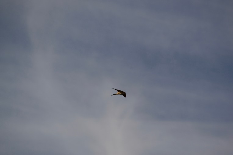 The First of the Swallows, 05 October 2019. Copyright 2019 Forgotten Fields. All rights reserved.