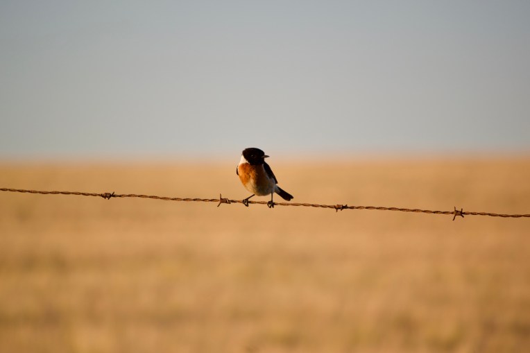 An African Stonechat, 05 October 2019. Copyright 2019 Forgotten Fields. All rights reserved.