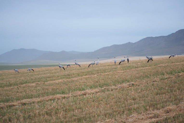 Blue Cranes, 1 November 2019. Copyright 2019 Forgotten Fields. All rights reserved.