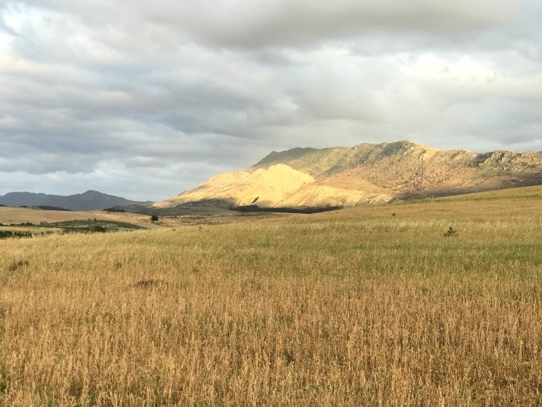 Steenboksberg Aglow, 17 November 2019. Copyright 2019 Forgotten Fields. All rights reserved.