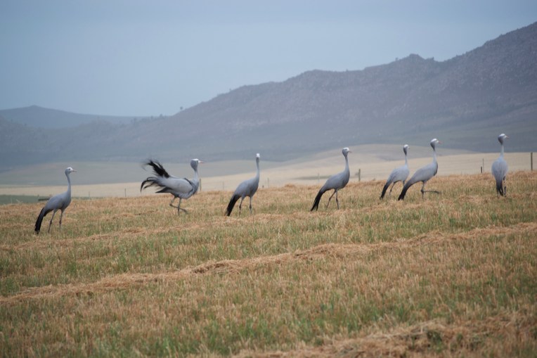 Blue Cranes, 1 November 2019. Copyright 2019 Forgotten Fields. All rights reserved.
