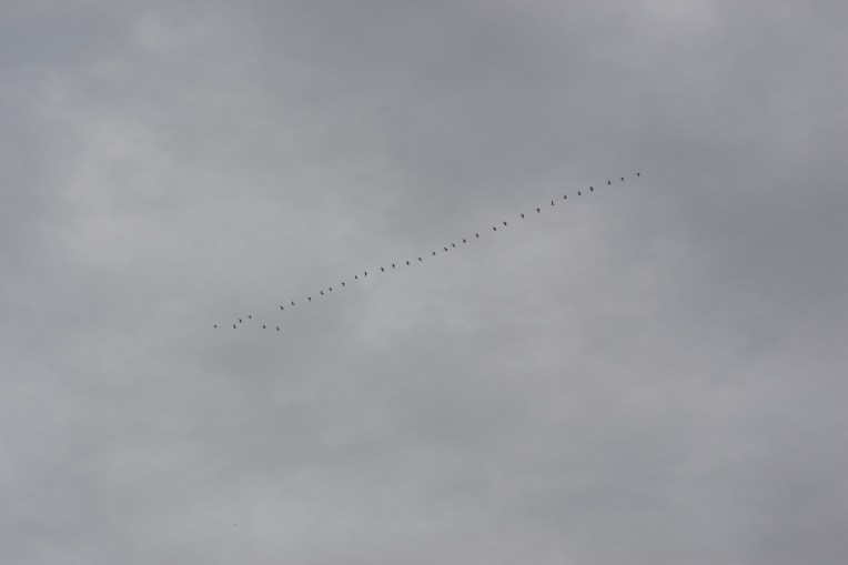 Glossy Ibises in V Formation, 1 November 2019. Copyright 2019 Forgotten Fields. All rights reserved.