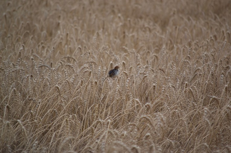 A Bird in the Wheat, 1 November 2019. Copyright 2019 Forgotten Fields. All rights reserved.