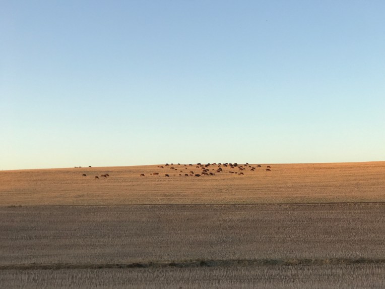 Cattle on a Hill, 5 December 2019. Copyright 2019 Forgotten Fields. All rights reserved.