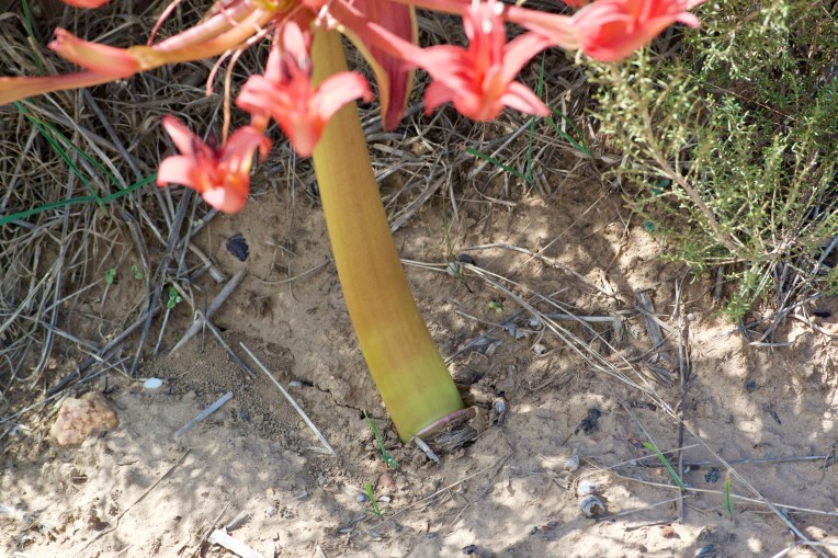 Early Chandelier Lily, 14 February 2020. Copyright 2020 Forgotten Fields. All rights reserved.