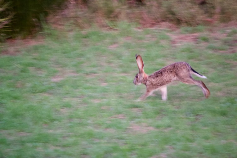 A Cape Hare, 2 February 2020. Copyright 2020 Forgotten Fields. All rights reserved.