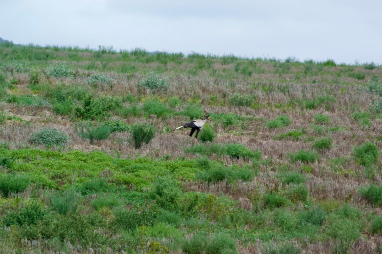 Secretarybird, 14 February 2020. Copyright 2020 Forgotten Fields. All rights reserved.