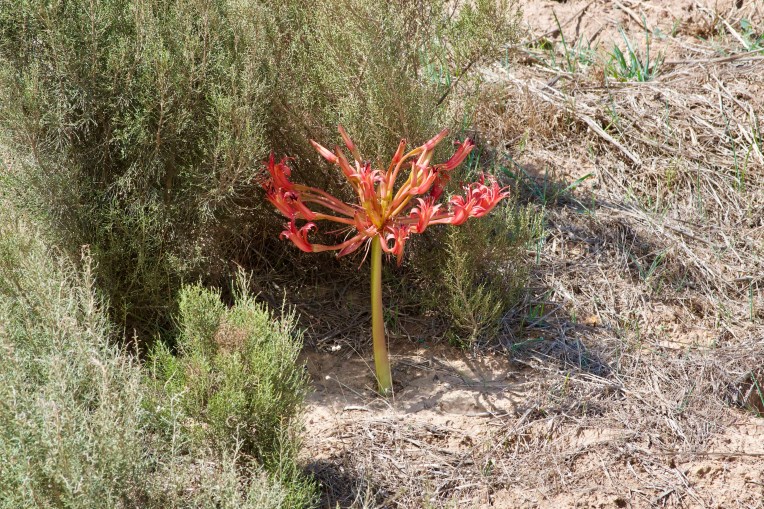 Early Chandelier Lily, 14 February 2020. Copyright 2020 Forgotten Fields. All rights reserved.
