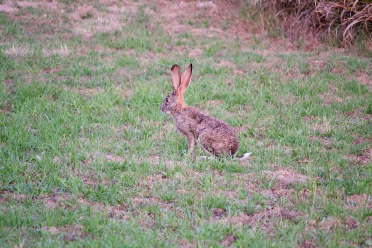 A Cape Hare, 2 February 2020. Copyright 2020 Forgotten Fields. All rights reserved.