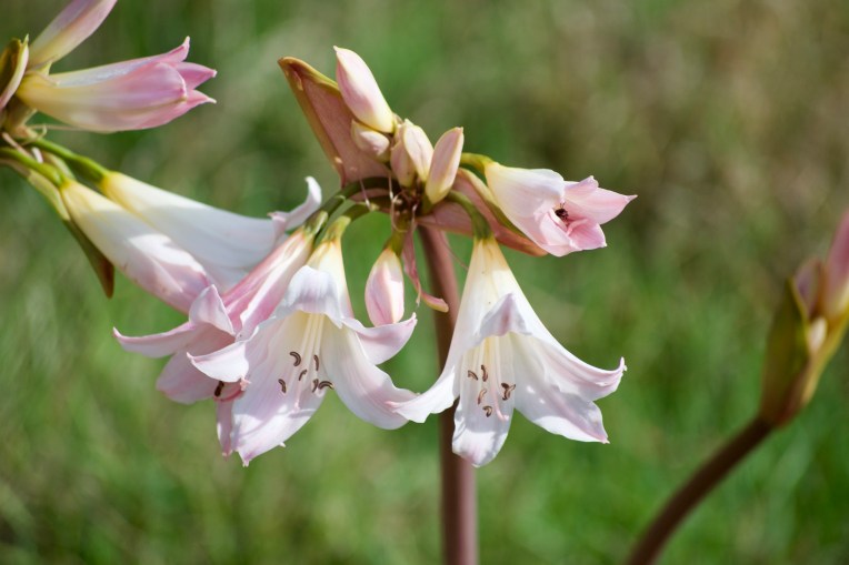 March Lilies in February, 7 February 2020. Copyright 2020 Forgotten Fields. All rights reserved.