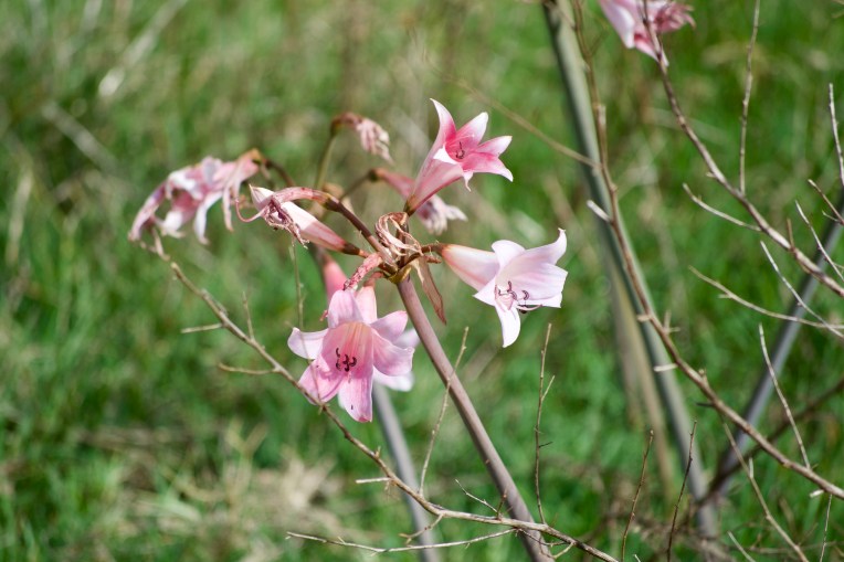 March Lilies in February, 7 February 2020. Copyright 2020 Forgotten Fields. All rights reserved.