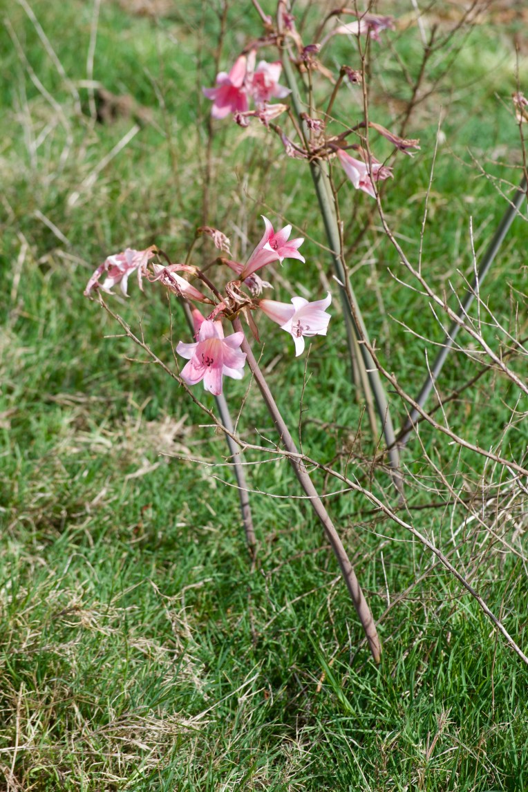 March Lilies in February, 7 February 2020. Copyright 2020 Forgotten Fields. All rights reserved.
