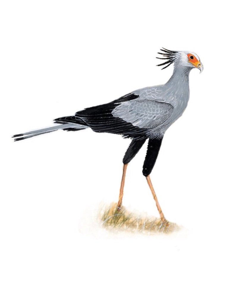Secretarybird, Copyright 1993, 1997, 2002, 2011, Variously Random House Struik (Pty) Ltd, Norman Arlott, F H Chamberlain Trading (Pty) Ltd