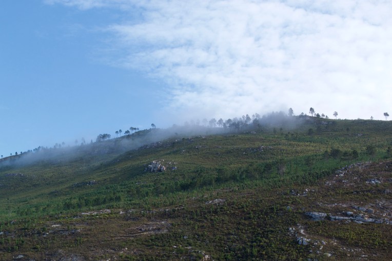 A Pine Copse in the Mist, 10 April 2020. Copyright 2020 Forgotten Fields. All rights reserved.