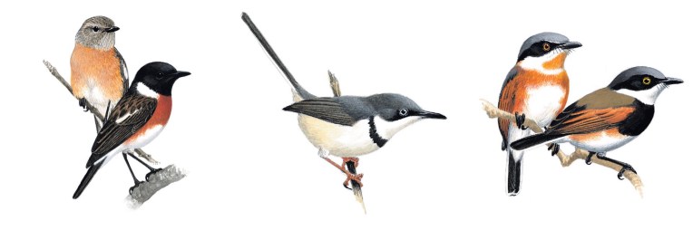 African Stonechat, Bar-throated Apalis and Cape Batis, Copyright 1993, 1997, 2002, 2011, Variously Random House Struik (Pty) Ltd, Norman Arlott, F H Chamberlain Trading (Pty) Ltd