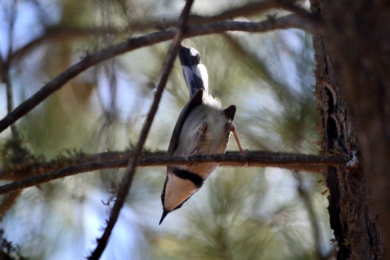 Bar-throated Apalis Male, 10 May 2017. Copyright 2017 Forgotten Fields. All rights reserved.