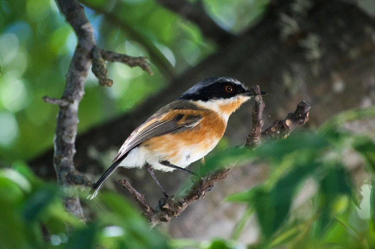 A Cape Batis Female, 10 April 2020. Copyright 2020 Forgotten Fields. All rights reserved.