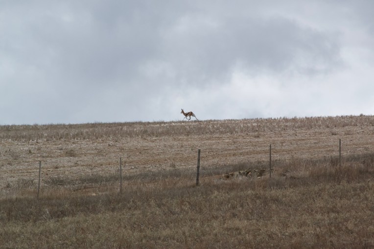 A Springbok, 17 April 2020. Copyright 2020 Forgotten Fields. All rights reserved.