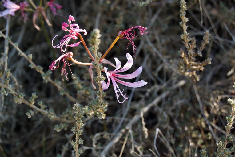Nerine humilis, 21 May 2020. Copyright 2020 Forgotten Fields. All rights reserved.