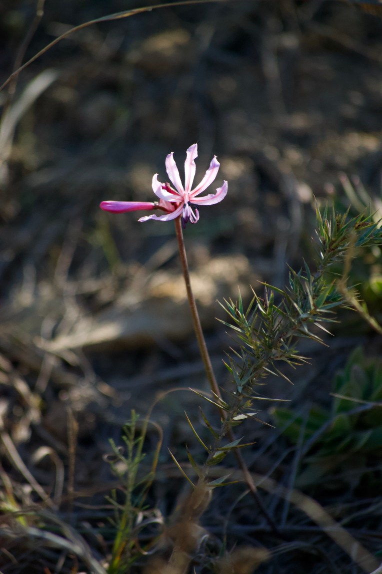 Nerine humilis, 21 May 2020. Copyright 2020 Forgotten Fields. All rights reserved.