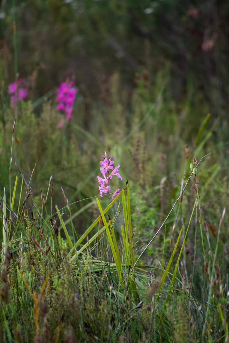 Tritoniopsis lata, 7 May 2020. Copyright 2020 Forgotten Fields. All rights reserved.