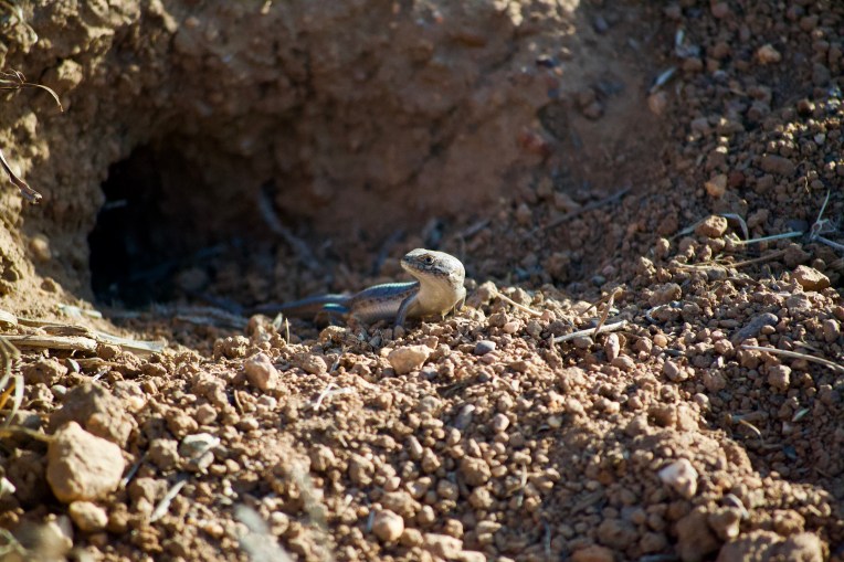 Cape Skink, 30 April 2020. Copyright 2020 Forgotten Fields. All rights reserved.