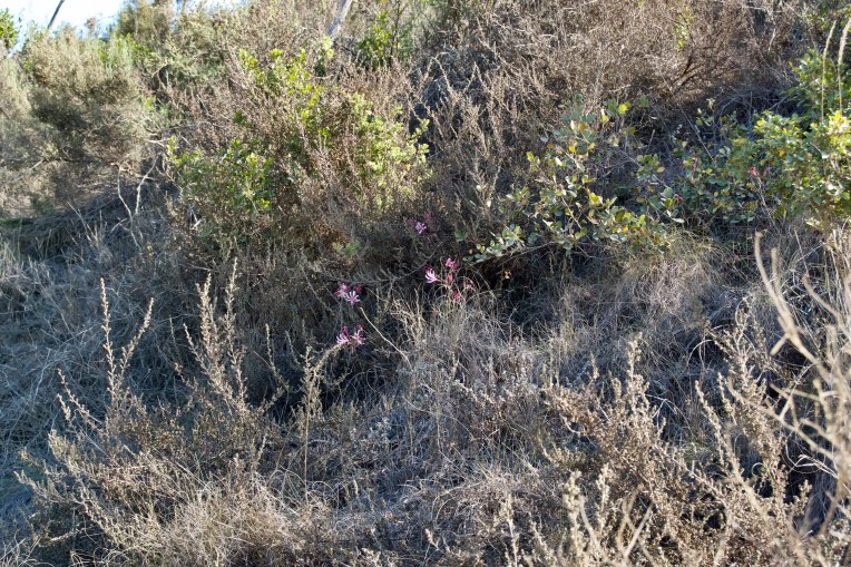 Nerine humilis, 21 May 2020. Copyright 2020 Forgotten Fields. All rights reserved.