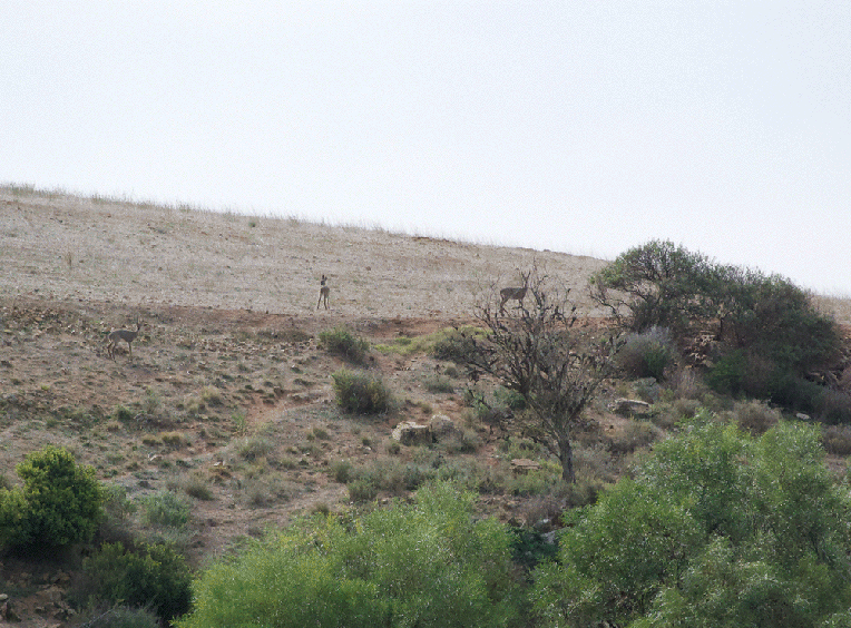 Three Grey Rhebok, 7 May 2020. Copyright 2020 Forgotten Fields. All rights reserved.