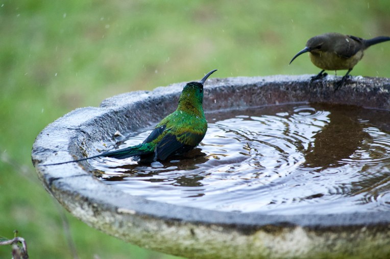 Malachite Sunbirds Bathing, 16 June 2020. Copyright 2020 Forgotten Fields. All rights reserved.