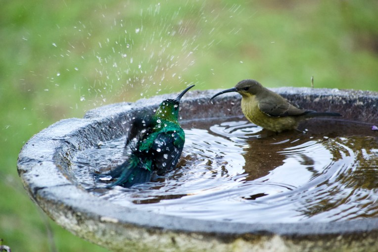 Malachite Sunbirds Bathing, 16 June 2020. Copyright 2020 Forgotten Fields. All rights reserved.