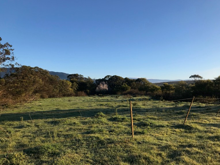 A Pear Tree Blooming in Winter, 9 August 2018. Copyright 2018 Forgotten Fields. All rights reserved.