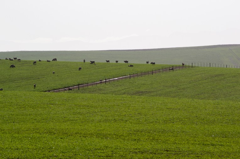 A Flock of Sheep, 03 July 2020. Copyright 2020 Forgotten Fields. All rights reserved.
