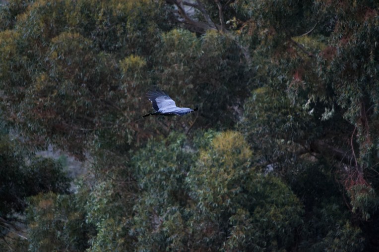 African Harrier-hawk, 14 July 2020. Copyright 2020 Forgotten Fields. All rights reserved.
