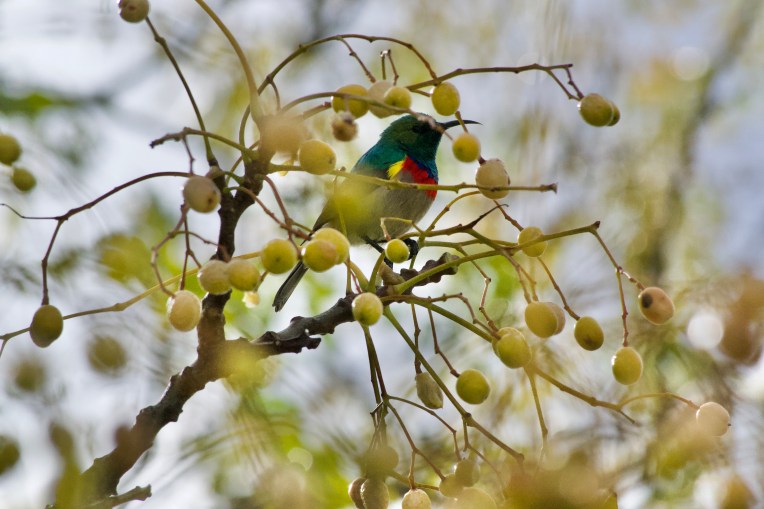 A Displaying Sunbird, 11 July 2020. Copyright 2020 Forgotten Fields. All rights reserved.