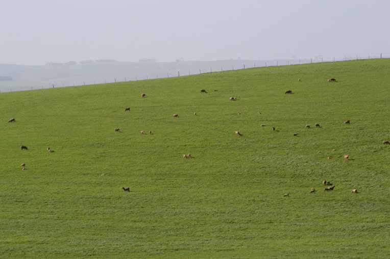 A Flock of Sheep, 03 July 2020. Copyright 2020 Forgotten Fields. All rights reserved.