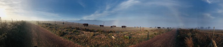 Morning Herd, 1 May 2018. Copyright 2018 Forgotten Fields. All rights reserved.