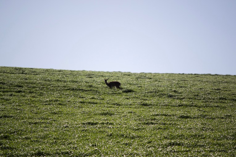 Grey Rhebok (Pelea capreolus), 14 August 2020. Copyright 2020 Forgotten Fields. All rights reserved.